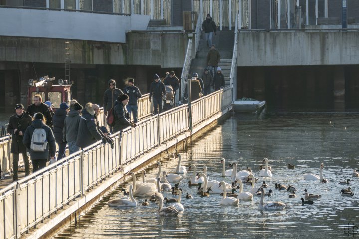 Vannfugler ved Bjørvika i Oslo