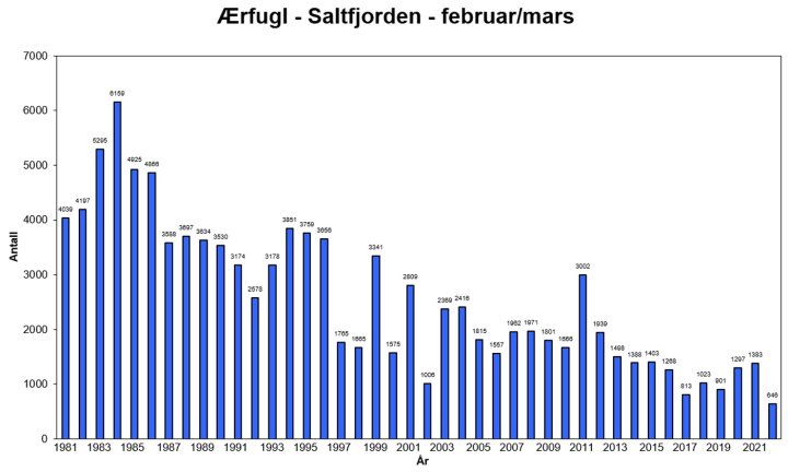 Ærfugl