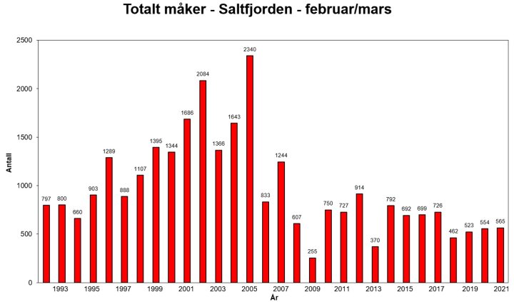 gråmåke