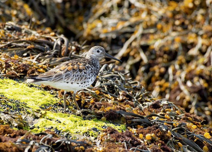 Sibirsnipe