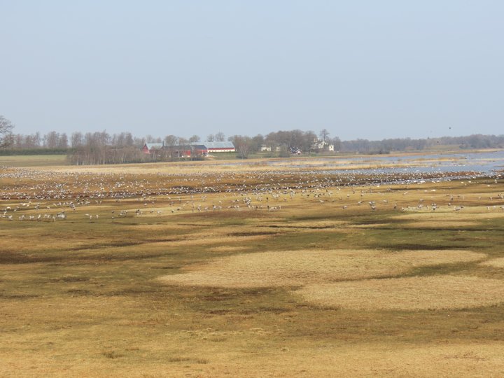 Flere tusen traner ved Hornborgasjön