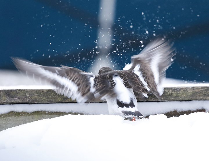 1-poeng Vår Fuglefauna 1-2022