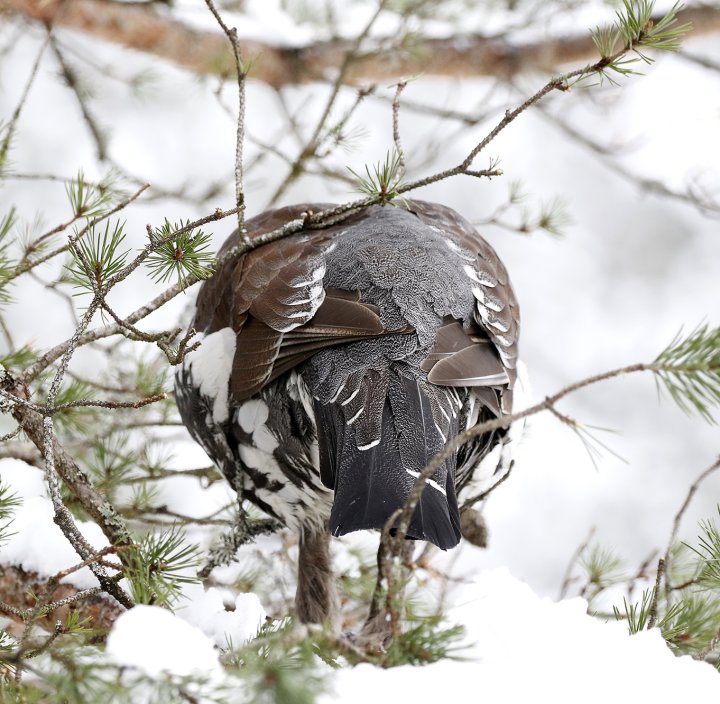 3 poeng Vår Fuglefauna 1-2022