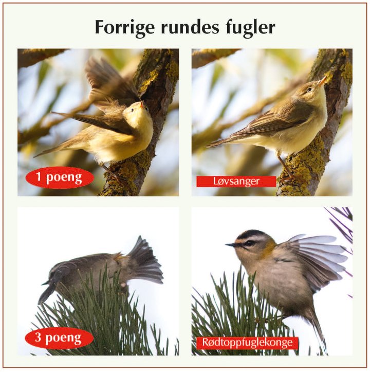 Fasitbilder Fotonøtta Vår Fuglefauna 4-2021