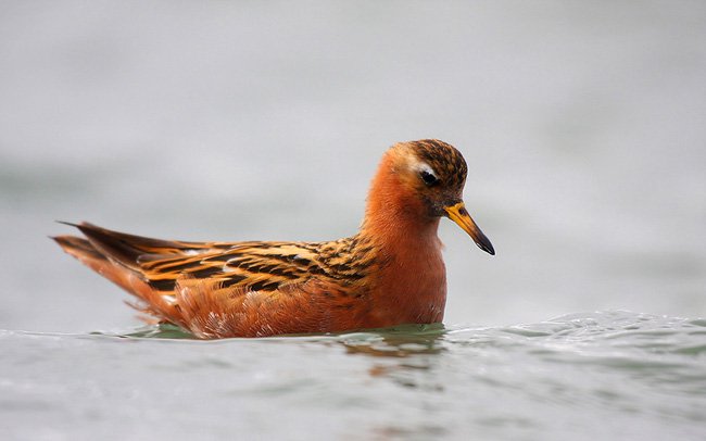 Polarsvømmesnipe Polarsvømmesnipe