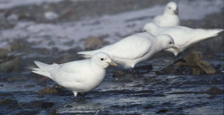 Ismåke Ismåke