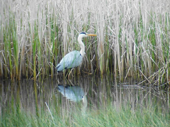 Gråhegre fra Fiskumvannet på Fuglenes dag