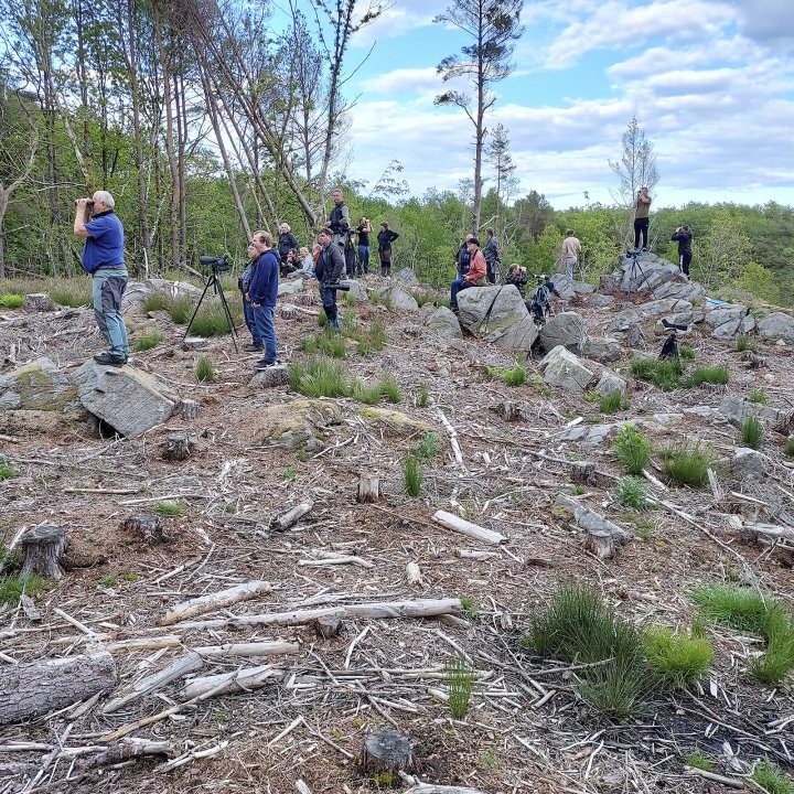 Fuglekikkere rustspurv Fuglekikkere rustspurv