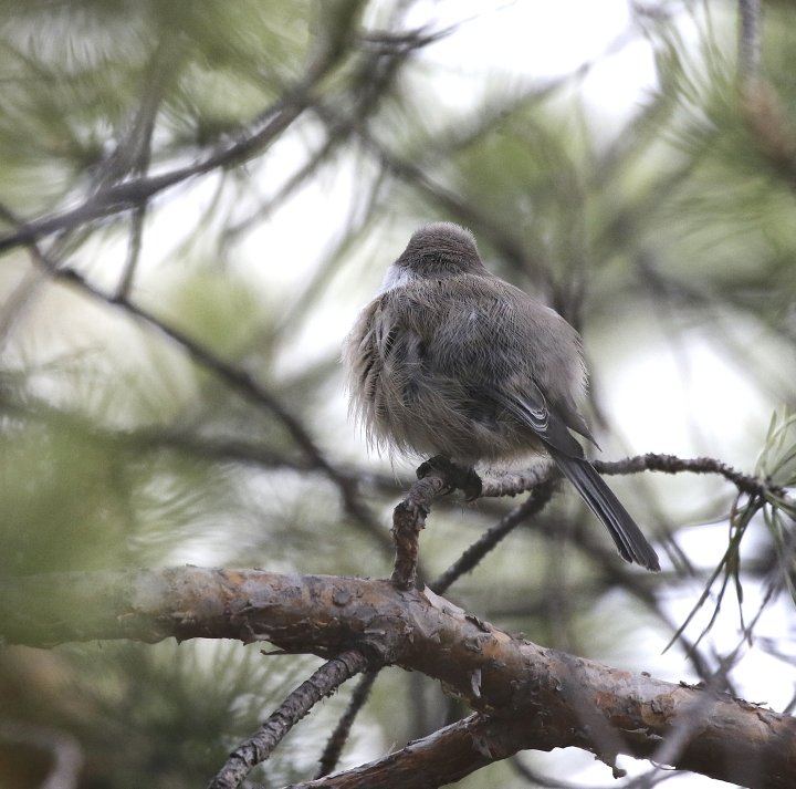 3 poeng Vår Fuglefauna 2-2022