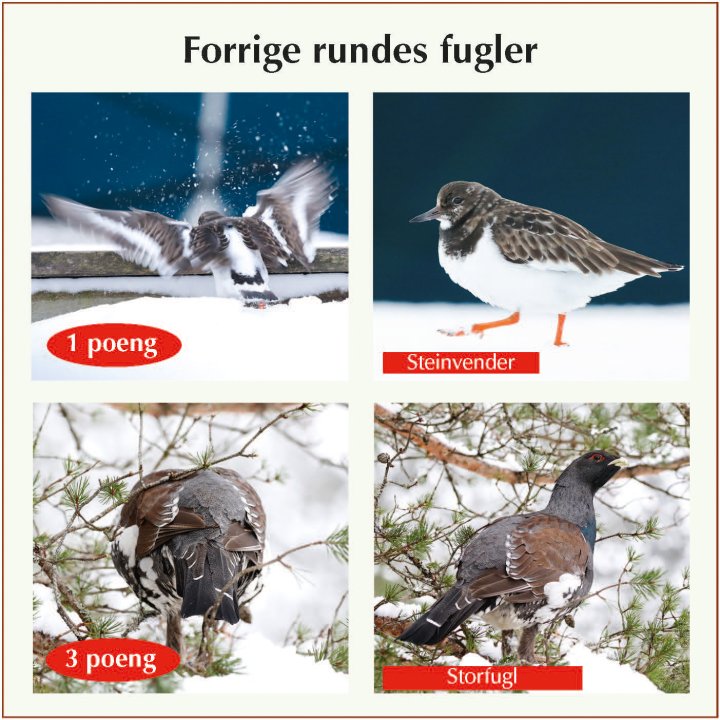 Fasitbilder Fotonøtta Vår Fuglefauna 1-2022
