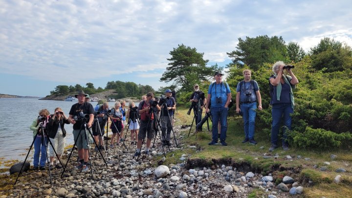 Fuglekikking på Tromlingene