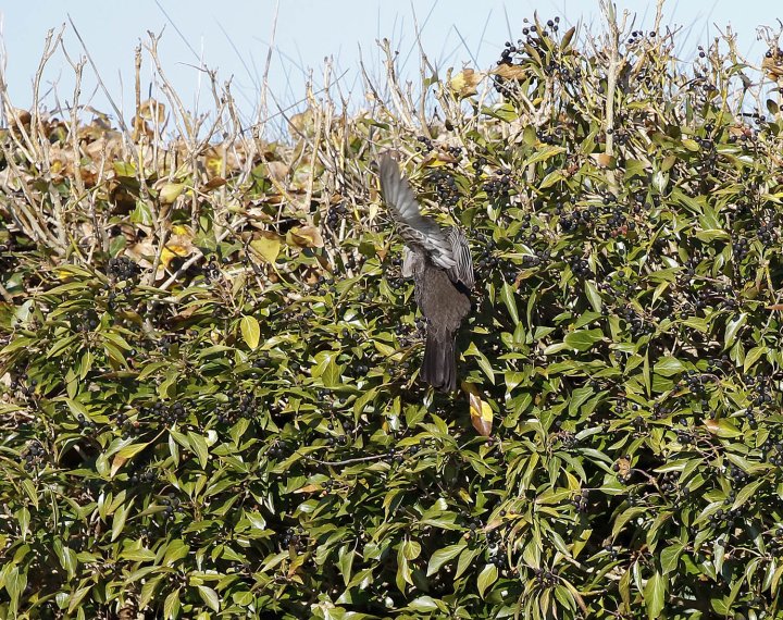 3 poeng Vår Fuglefauna 3-2022