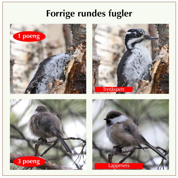Fasitbilder Fotonøtta Vår Fuglefauna 3-2022