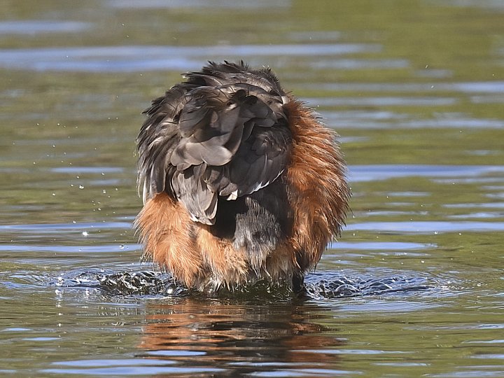 1-poeng Vår Fuglefauna 4-2022