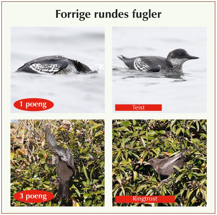 Fasitbilder Fotonøtta Vår Fuglefauna 4-2022