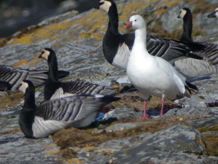 Eskimogås Anser rossii er flyttet til kategori A på Norgeslisten. Eskimogås Anser rossii er flyttet til kategori A på Norgeslisten.