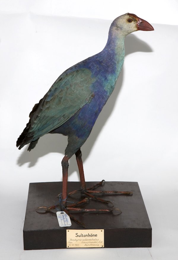 Gråhodesultanhøne Porphyrio poliocephalus skutt Østensjøvann, Oslo 14. oktober 1923. Gråhodesultanhøne Porphyrio poliocephalus skutt Østensjøvann, Oslo 14. oktober 1923.