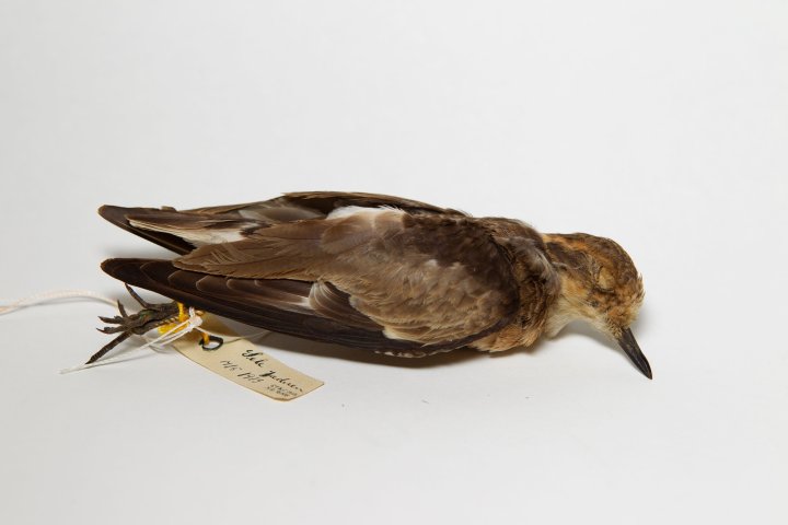 Kittlitzlo Charadrius pecuarius angitt å være innsamlet på Sele, Klepp, Rogaland 14. mai 1913. Kittlitzlo Charadrius pecuarius angitt å være innsamlet på Sele, Klepp, Rogaland 14. mai 1913.