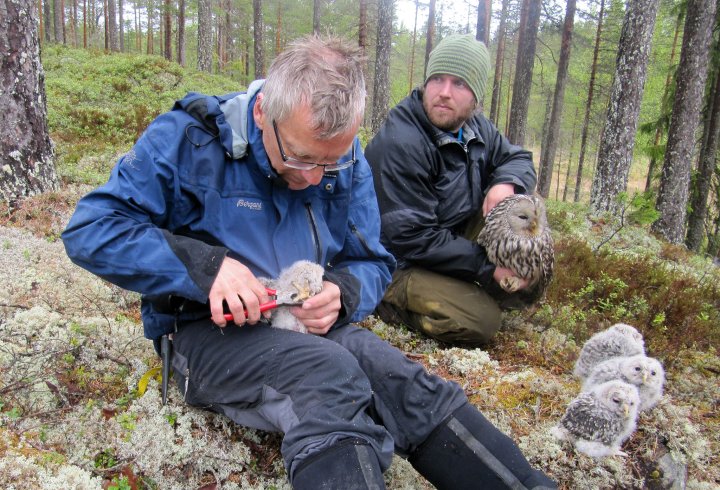 Ringmerking av slagugler Ringmerking av slagugler