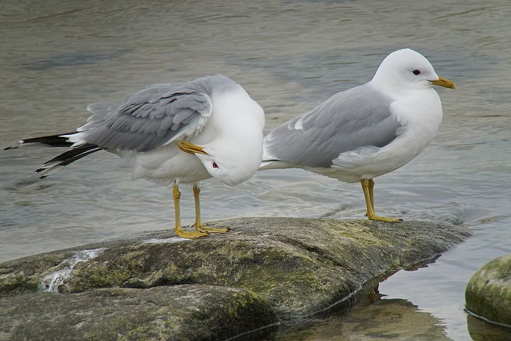 Fiskemåker