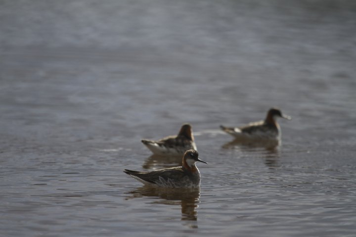 svømmesnipe