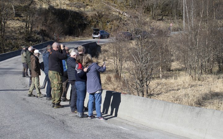 Sivspurv i kikkerten