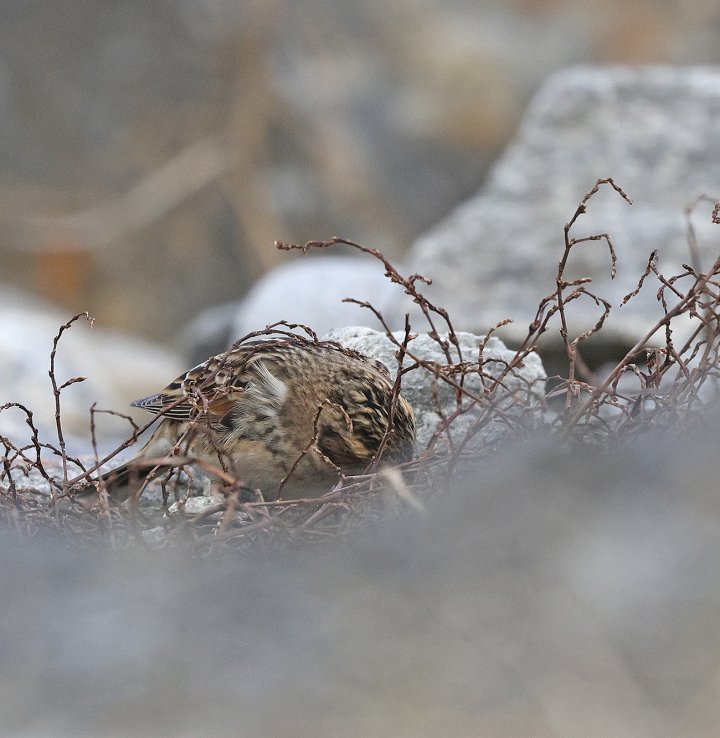 3 poeng Vår Fuglefauna 1-2023