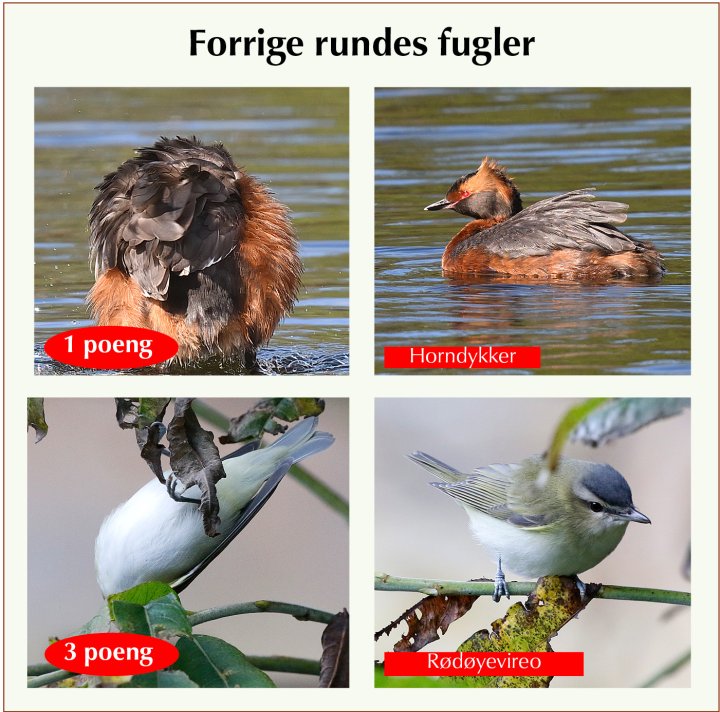 Fasitbilder Fotonøtta Vår Fuglefauna 1-2023