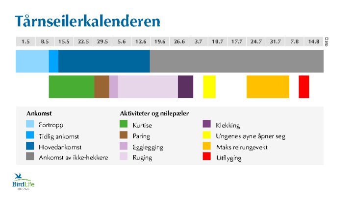 Tårnseilerkalenderen Tårnseilerkalenderen
