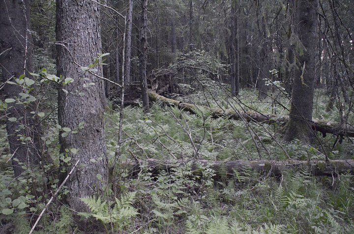 Rik gransumpskog Rik gransumpskog