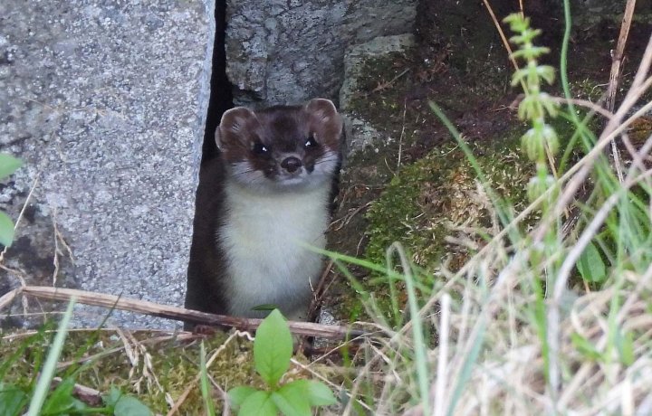 Røyskatt Røyskatt