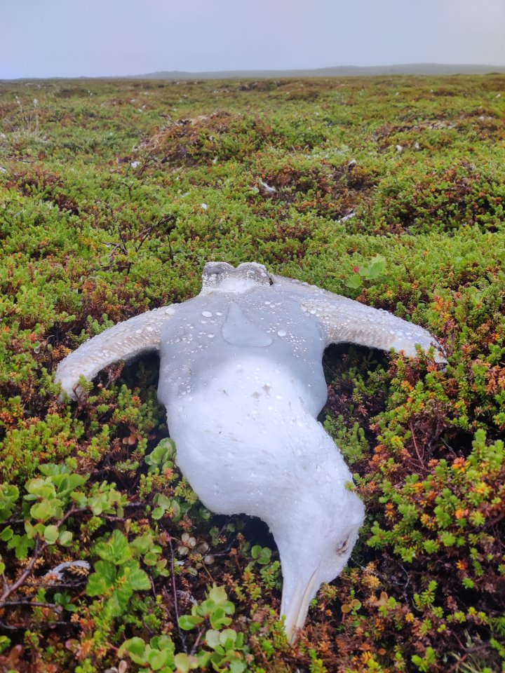 Død gråmåke Død gråmåke
