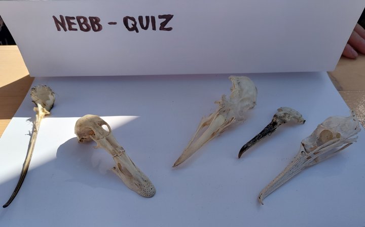 Nebb-Quiz Nebb-Quiz