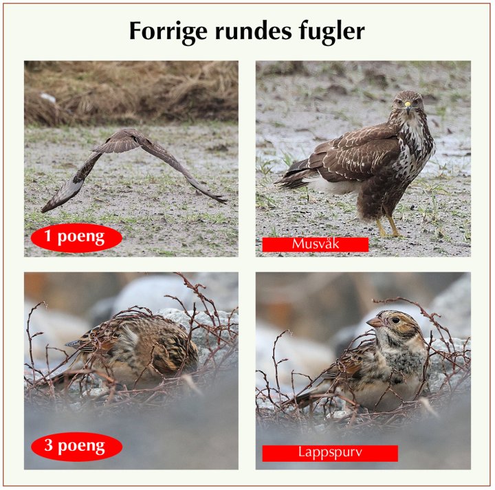Fasitbilder Fotonøtta Vår Fuglefauna 2-2023