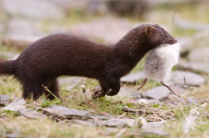 Mink Mink