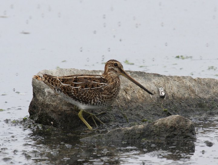 BirdLife Norge