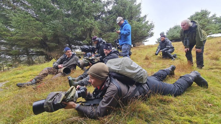 Fotografer i aksjon gråflankefluesnapper