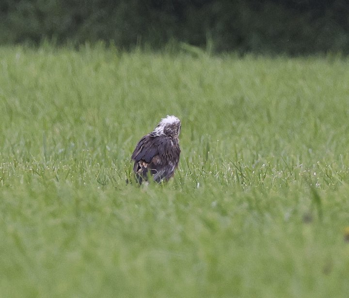 1-poeng Vår Fuglefauna 3-2023