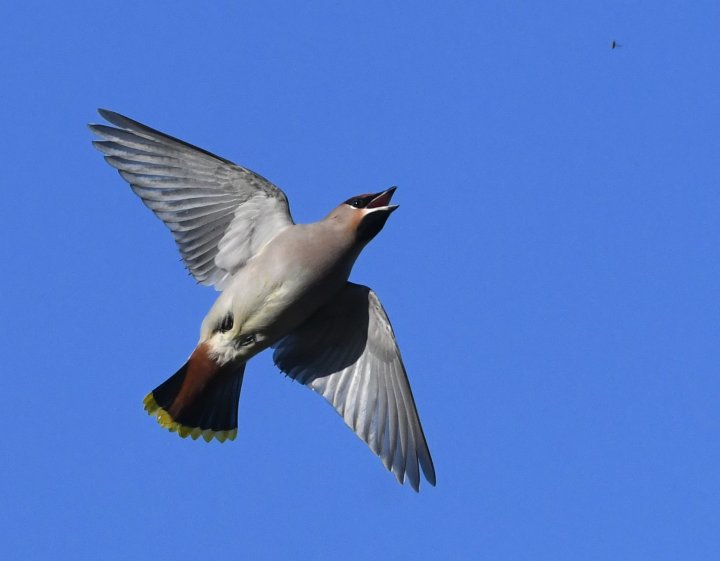 Flyvende Sidensvans