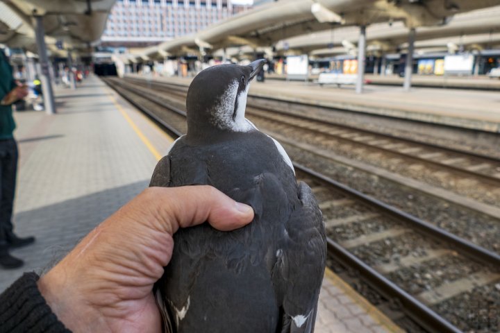 Lomvi på Oslo sentralstasjon