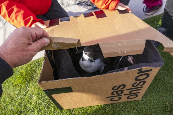 Lomvi på mottaket ved Operastranda