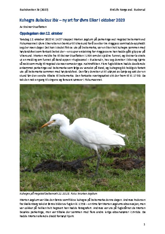 Kuhegre Bubulcus ibis – ny art for Øvre Eiker i oktober 2023 Kuhegre Bubulcus ibis – ny art for Øvre Eiker i oktober 2023