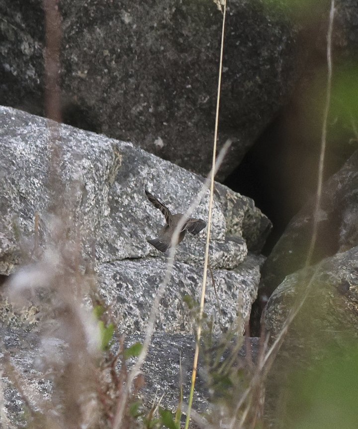 1-poeng Vår Fuglefauna 4-2023