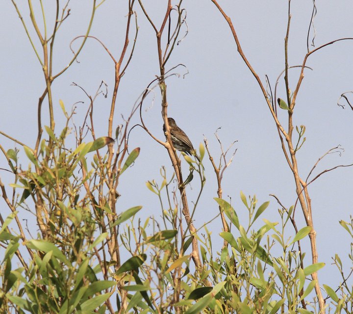 3 poeng Vår Fuglefauna 4-2023