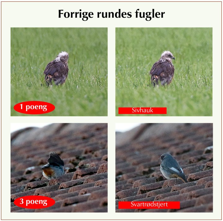 Fasitbilder Fotonøtta Vår Fuglefauna 4-2023