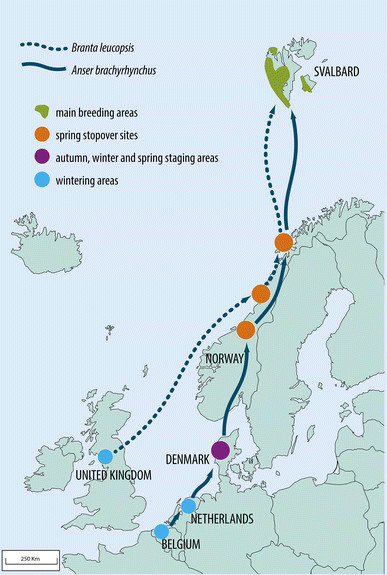 Trekkrute og stoppesteder for Kortnebbgås og Hvitkinngås. Trekkrute og stoppesteder for Kortnebbgås og Hvitkinngås.