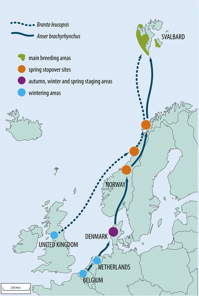 Trekkrute og stoppesteder for Kortnebbgås og Hvitkinngås.