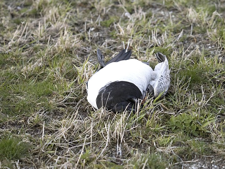 Hvitkinngås drept som en følge av kollisjon med strømledning