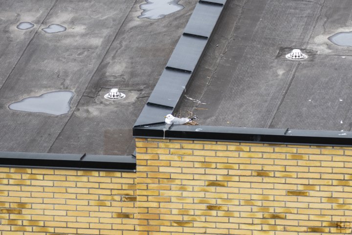 Reir opp mot hjørne Reir opp mot hjørne