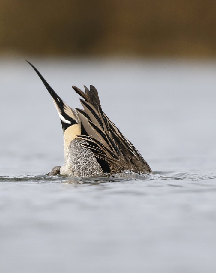 1-poeng Vår Fuglefauna 1-2024